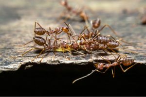 ants