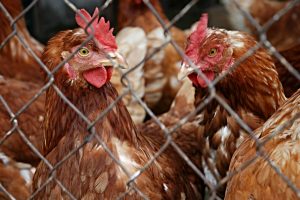 hen-111208_1920