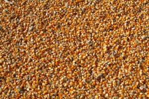 maize-264520