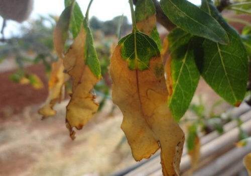 Objawy chorobowe na liściach migdałowca pospolitego spowodowane przez Xylella fastidiosa (fot. Donato Boscia, CNR - Institute for Sustainable Plant Protection, UOS, Bari, https://gd.eppo.int/).